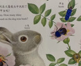 亮丽精美触摸书-小兔比利（中英双语）低幼认知绘本 幼儿启蒙仿真触感触摸书 【0-2岁】 宝宝绘本省钱卡书香节 早教启蒙 实拍图