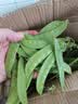 云南荷兰豆新鲜的现摘蔬菜批发当季脆嫩豌豆荚青豆角甜豆农家自种 新鲜现摘荷兰豆-带箱2斤（净重1.8斤） 实拍图