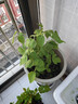 CHUANGSHIJI树莓苗双季树莓覆盆子树苗黄红树莓苗南方北方种植盆栽地栽果树苗 店长推荐5年苗果多【品种留言】 60cm(含)-69cm(含) 实拍图