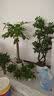 京东绿植绿萝盆栽除甲醛花卉绿植办公室120款枫叶自吸水盆10盆装源头直 实拍图