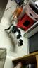 皇家成猫猫粮 营养均衡 F32 通用粮 1-7岁 15KG 实拍图