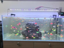 宠小侠小型热带鱼斑马鱼灯科鱼鱼苗活体观赏鱼淡水好养耐活宝莲灯孔雀鱼 今日特惠混色斑马30条 限时优惠 晒单实拍图