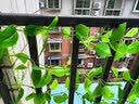 草木鲜生仿真99叶绿萝叶婚庆节日装饰塑料藤蔓条下水管道遮挡绿叶 实拍图