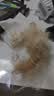 富美内特（FURminator）梳子猫咪去浮毛底绒梳开结梳猫毛梳布偶缅因美毛护毛长毛猫小号 实拍图