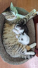 疯狂的主人猫抓板窝特大号猫玩具猫爪板猫抓盆不掉屑猫窝椭圆形瓦楞纸 实拍图