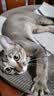 疯狂的主人 猫抓板窝超大号猫玩具猫爪板猫抓盆不掉屑猫窝碗形圆形瓦楞纸 实拍图