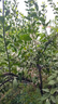 尔澜60-70cm砂糖橘树苗橘子苗沙糖桔树苗果树苗露天阳台种植源头直发 实拍图