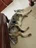 京东京造狗粮中大型犬鲜肉无谷全价狗粮10kg/20斤【宠物金选】 实拍图