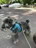 TRUELOVE狗狗牵引绳小型犬狗绳子遛狗绳背心式泰迪柯基宠物用品小狗胸背带 湖蓝色 M(胸围44-48cm)建议11-14斤选择 实拍图