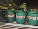 花盆绿植盆栽加厚塑料简约多肉小盆阳台客厅月季玫瑰大号家用花盆 高款5加仑(口径26.5cm)2个盆 配套托盘 实拍图