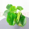 萌肉居龟背竹大叶盆栽植物四季常青桌面花卉绿植龟背竹早安盆源头直发 实拍图