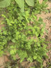 花沃里3款花种子套装2洋桔梗花重瓣凤仙花波斯菊种子庭院花卉种植7件套 实拍图