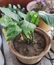 泰西丝水培植物万年青绿植花卉摆件 万年青6株40-50CM不含瓶 源头直发 实拍图