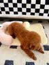 BNBNO夏天猫狗窝小型犬比熊泰迪夏凉窝冰丝凉席垫四季通用降温宠物睡床 实拍图