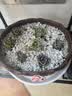 【东东农场专供】绿植盆栽大口径多肉陶瓷素烧透气粗陶手绘小花盆 拼盘-大号1号盆（带孔） 【看图标注】 实拍图