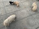 好主人（CARE）金装好主人猫粮2.0 成猫幼猫蓝猫英短通用【试吃装】金装幼猫400g 实拍图