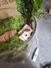 八芽趣味鲜活苔藓微型景观创意室内桌面生态绿植盆栽盆景懒人好养植物 山野人家 带玻璃杯 实拍图