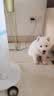采蘩纯种萨摩耶幼犬大骨架雪橇犬 宠物级 公 实拍图