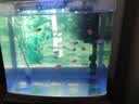 森森（SUNSUN）鱼缸水族箱过滤器壁挂式水泵外置鱼缸过滤桶鱼缸净水抽水泵 XBL-300小号-40CM内缸用 定制 实拍图