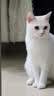 皇家成猫猫粮 营养均衡 F32 通用粮 1-7岁 2KG 实拍图