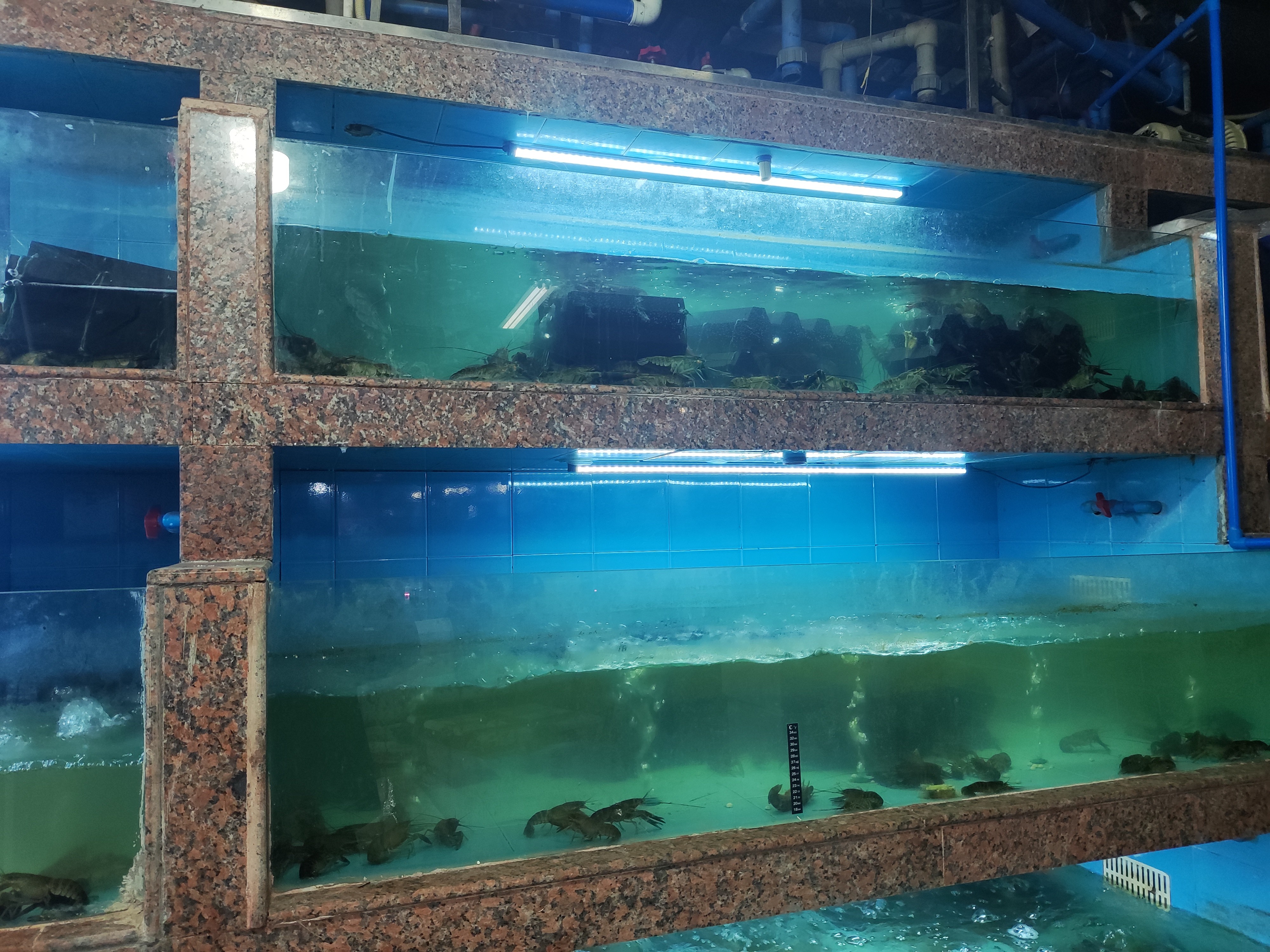 中国黄金（CHINA GOLD）S925银凤尾手链女款轻奢小众手串饰品情人节生日礼物送女友老婆 【今/次日达】凤尾手链 实拍图