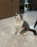 齿一生猫零食猫咪饼干洁齿零食成猫 鸡肉味170g 磨牙减少牙结石 实拍图