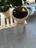 爱丽思（IRIS）仿陶瓷长钵浮雕花盆阳台塑料加厚树脂圆形三角梅多肉月季绣球花盆 5号浅米色【1L 直径15cm 1个盆＋1个托【省心组合】 实拍图