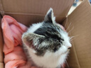 ZYUO日本品牌宠物除臭剂杀菌去尿味生物酶猫尿分解剂室内拖地专用除味 1瓶装【试用装】 实拍图