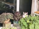 皇家搭档猫罐头猫零食成猫幼猫罐头浓汤大肉添加虾仁蟹黄软骨混合85g*12罐 实拍图