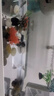 阔庭（KUOTING）鱼缸懒人鱼缸家用客厅办公室金鱼缸过滤鱼缸白色款 实拍图