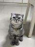 LEGENDSANDY蓝氏猎鸟乳鸽生骨肉冻干猫粮 全价成猫幼猫猫粮 盒装4.5kg 实拍图