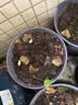 九千谷仿陶瓷花盆高款树脂种植花卉绿植花盆口径21cm黑灰2个装含托4047 实拍图