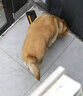 伯纳天纯狗粮中大型犬全价成年犬粮17kg羊肉蔓越莓味囤货装 实拍图