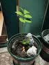 九千谷花盆加仑盆 园艺种植家用塑料花盆兰花盆带托盘24*24cm3个装5082 实拍图