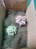 【亏本冲量】多肉植物盆栽新手套餐迷你绿植 2颗不同品种多肉(不带盆和土） 实拍图