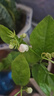 茉莉花苗盆栽带花苞九里香老桩驱蚊花卉植物室内浓香四季开花好养 无花苞一颗小苗不包成活  不含盆 实拍图