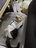 华元宠具（hoopet）猫咪绝育服母猫猫宠物小狗狗手术服透气断奶服公猫防舔术后用衣服 实拍图