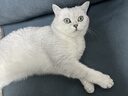京东京造 浓汤红肉猫罐头金枪鱼混合味85克*24罐 猫零食湿粮补水鱼肉罐 实拍图