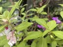 寿禾 凤仙花种子种苗指甲花花卉种籽 潍丰重瓣粉色凤仙花种子140粒 实拍图