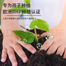 IAM City Farmer矮向日葵DIY儿童种植小盆栽种子植物盆栽幼儿园绿植趣味观察10095 实拍图