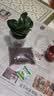 圆叶吸毒王碧玉公主豆瓣绿年宵花摆件植物桌面四季常青花净化空气 碧玉+透明字母塑料蓄水盆【送营土+肥】 实拍图
