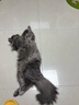 AMO PETRIC海盐宠物洗碗慕斯餐具清洗剂阿默狗狗猫咪碗清洁350ml*2瓶 实拍图