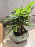 花翁大盆三杆发财树盆栽招财绿植办公室内开业中式盆景金钱树源头直发 实拍图