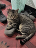 网易严选全价冻干双拼猫粮3.0成猫幼猫通用干粮鲜鸡肉7.2kg【赠猫砂】金选 实拍图