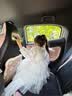 戴维贝拉（DAVE＆BELLA）夏装新款儿童裙女童连衣裙婴童汽水棉公主裙宝宝短袖运动裙子 粉色 140 cm（建议身高130-140cm） cm（建议身高130-140cm） 实拍图