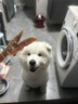 麦富迪狗粮 无谷牛肉双拼狗粮成犬中大型犬专用强健骨骼15kg/30斤 实拍图