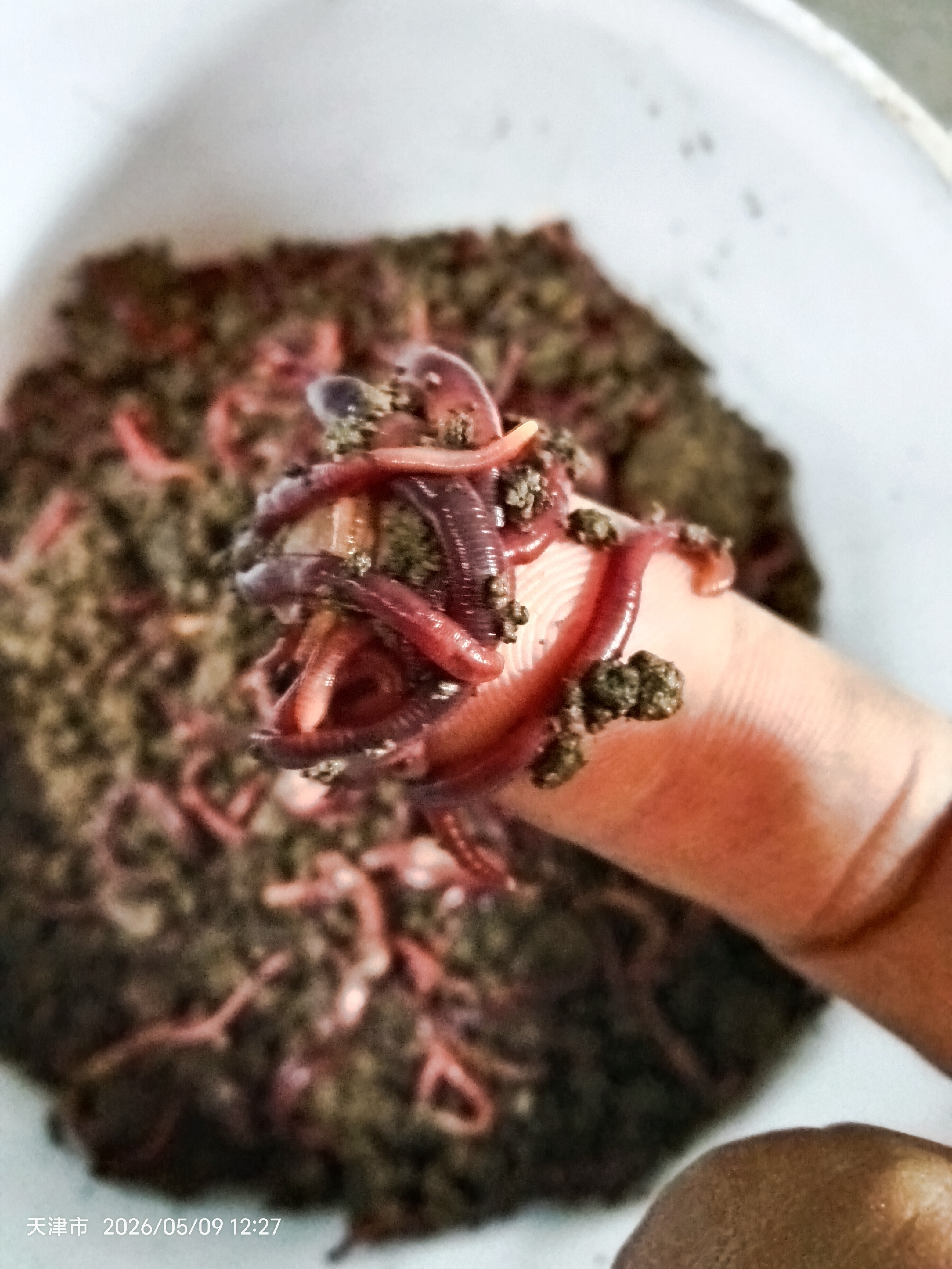 梦达蚯蚓活饵鲜活红虫垂钓鱼饵料鲫鱼鲤鱼野钓黑坑鱼料打窝料鱼食通杀 【活体蚯蚓】二斤蚯蚓(大号)+送营养土+送蚯蚓盒 实拍图