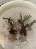 玫瑰花苗老桩绿植物盆栽月季蔷薇老根室内外阳台庭院特大花卉四季 (9红双喜（老桩苗四季开花） 实拍图