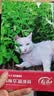 寿禾猫薄荷种子猫可食用室内驱四季种花草种籽 猫薄荷种子约1500 实拍图
