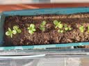 寿禾凤仙花种子苗指甲花四季花卉种籽 中国凤仙种子(混色)900粒+100粒 实拍图